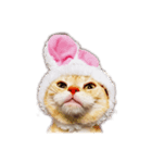わたしのねこのぺこにゃん（個別スタンプ：4）