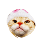 わたしのねこのぺこにゃん（個別スタンプ：5）