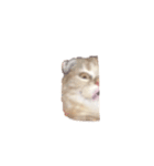 わたしのねこのぺこにゃん（個別スタンプ：7）