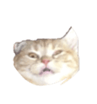 わたしのねこのぺこにゃん（個別スタンプ：8）