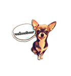 little chihuahua（個別スタンプ：3）