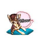 little chihuahua（個別スタンプ：7）