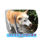 shiba love song（個別スタンプ：1）