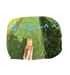 shiba love song（個別スタンプ：3）