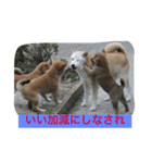 shiba love song（個別スタンプ：4）