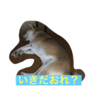 shiba love song（個別スタンプ：5）