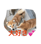 shiba love song（個別スタンプ：6）