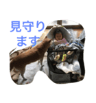 shiba love song（個別スタンプ：7）