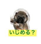 shiba love song（個別スタンプ：8）