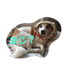 おちゃめな ちゃこちゃん（個別スタンプ：7）