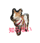 おちゃめな ちゃこちゃん（個別スタンプ：9）