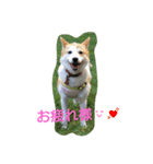 おちゃめな ちゃこちゃん（個別スタンプ：16）