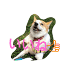 おちゃめな ちゃこちゃん（個別スタンプ：17）
