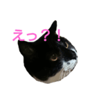 虎太郎と玉三郎と凛太郎（個別スタンプ：1）