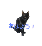 虎太郎と玉三郎と凛太郎（個別スタンプ：5）