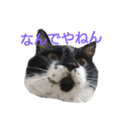 虎太郎と玉三郎と凛太郎（個別スタンプ：6）