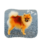 ニコ ポメラニアン（個別スタンプ：1）