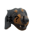 ダックスROI（個別スタンプ：1）