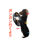 ダックスROI（個別スタンプ：13）