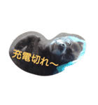 チョコポメ まぁきゅりー（個別スタンプ：2）