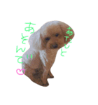 choco life（個別スタンプ：5）