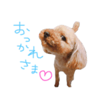choco life（個別スタンプ：16）