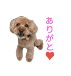 仔犬のロンド（個別スタンプ：4）