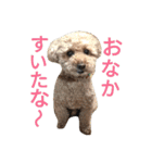 仔犬のロンド（個別スタンプ：5）