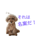 仔犬のロンド（個別スタンプ：7）