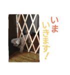 仔犬のロンド（個別スタンプ：9）