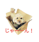 仔犬のロンド（個別スタンプ：19）