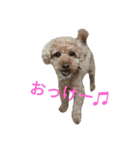 仔犬のロンド（個別スタンプ：20）
