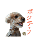 仔犬のロンド（個別スタンプ：25）