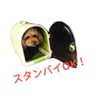 仔犬のロンド（個別スタンプ：35）