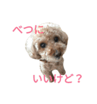 仔犬のロンド（個別スタンプ：37）