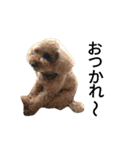 仔犬のロンド（個別スタンプ：40）