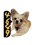 犬と猫ちゃん仲良し（個別スタンプ：1）