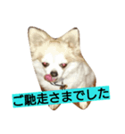 犬と猫ちゃん仲良し（個別スタンプ：2）