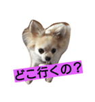 犬と猫ちゃん仲良し（個別スタンプ：3）