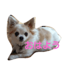 犬と猫ちゃん仲良し（個別スタンプ：4）