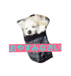 犬と猫ちゃん仲良し（個別スタンプ：5）