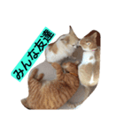 犬と猫ちゃん仲良し（個別スタンプ：6）
