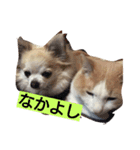 犬と猫ちゃん仲良し（個別スタンプ：7）