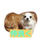 犬と猫ちゃん仲良し（個別スタンプ：8）
