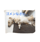 ダックスフンド アクアの素敵な毎日 完全版（個別スタンプ：20）