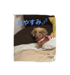 ダックスフンド アクアの素敵な毎日 完全版（個別スタンプ：24）