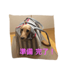 ダックスフンド アクアの素敵な毎日 完全版（個別スタンプ：25）