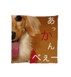 ダックスフンド アクアの素敵な毎日 完全版（個別スタンプ：34）