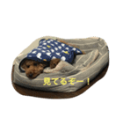 トイプードルのロイ（個別スタンプ：5）