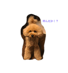 トイプードルのロイ（個別スタンプ：6）